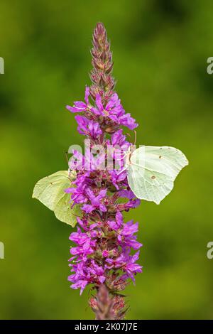 Papillons de brimades (Gonepteryx rhamni) collectant le nectar, salicaire pourpre (Lythrum salicaria), près de Garstedt, Basse-Saxe, Allemagne Banque D'Images