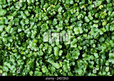 Fond de feuillage microvert. Gros plan de brocoli 6 jours microverts. Germination des graines à la maison. Vegan et concept de saine alimentation. Le basilic germé est germé à partir de semences de plantes biologiques de haute qualité. Banque D'Images