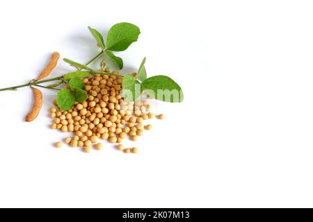 Glycine max Soja. Une plante verte fraîche avec une tige, des feuilles, des gousses, des haricots et des grains mûrs Banque D'Images