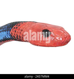 Illustration de serpent corail bleu 3D. Banque D'Images