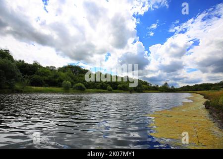 Les marais salants ou les sources de sel près de Suelldorf soutiennent une flore unique. Suelzetal, Boerde, Saxe-Anhalt, Allemagne Banque D'Images