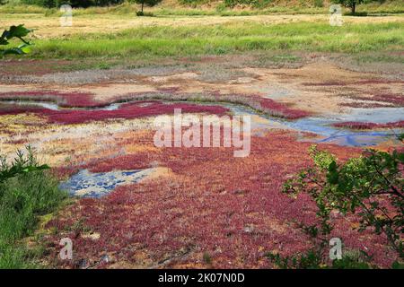 Les marais salants ou les sources de sel près de Suelldorf soutiennent une flore unique. Suelzetal, Boerde, Saxe-Anhalt, Allemagne Banque D'Images