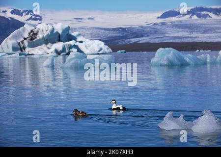 Paire d'eiders communs (Somateria mollissima) devant les icebergs dans le lagon du glacier de Joekulsarlon, parc national de Vatnajoekull, Islande Banque D'Images