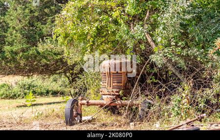 Un ancien tracteur Farmall modèle 300 1950s dans une végétation surcultivée Banque D'Images