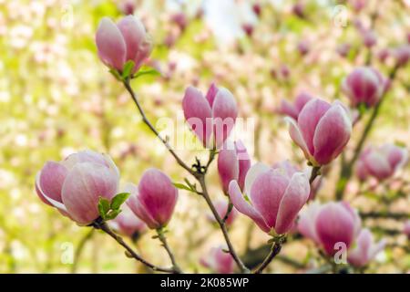 Magnifique magnolia fleuri avec des fleurs roses. Gros plan sur la fleur de magnolia. Arrière-plan de printemps en journée ensoleillée Banque D'Images