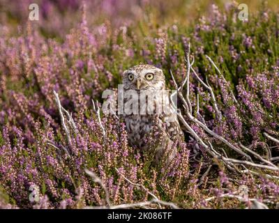 Petite hibou en fleur de bruyère pourpre Banque D'Images