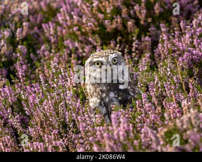Petite hibou en fleur de bruyère pourpre Banque D'Images