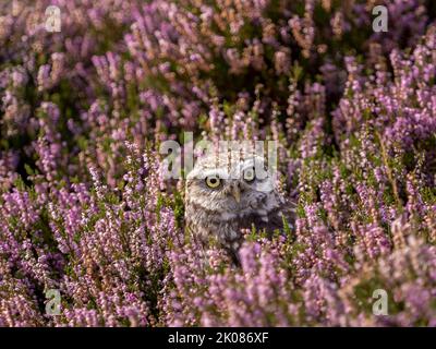Petite hibou en fleur de bruyère pourpre Banque D'Images