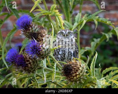Petite chouette perchée sur du chardon violet Banque D'Images