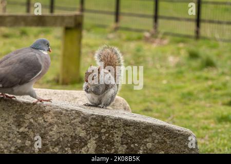 Pigeon et Squirrel ont un désaccord sur certaines arachides Banque D'Images