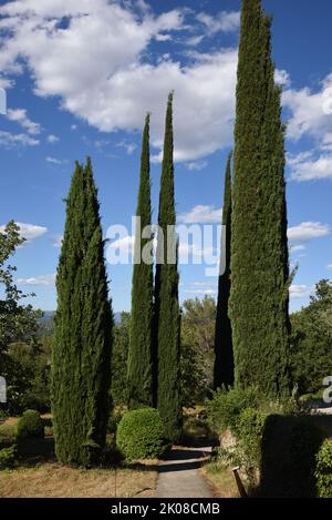 Cyprès méditerranéen, Cupressus sempervirens, dans le jardin ou les Jardins de Sainte-Cécile, Oppède-le-Vieux Vaucluse Luberon Provence Banque D'Images