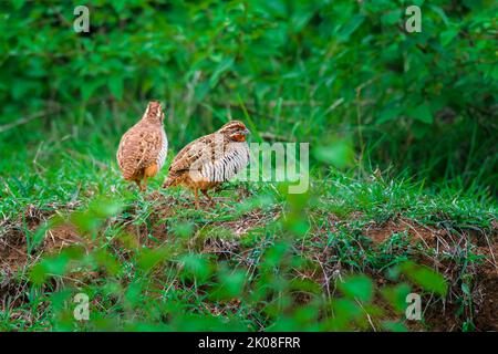 Un petit oiseau, Jungle Bush Quail, Perdicula Asiatic dans un habitat naturel avec espace de copie Banque D'Images