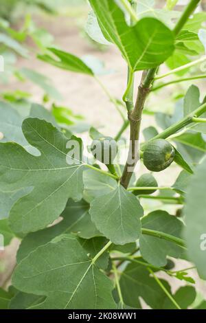 Fruits de figues mûrs dans la voûte de l'arbre Banque D'Images