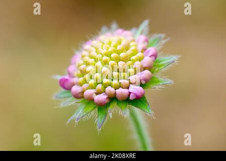 Champ Scabious (knautia arvensis), également connu sous le nom de Gypsy Rose, gros plan d'une fleur isolée solitaire de bourgeons individuels sur le bord de l'ouverture. Banque D'Images