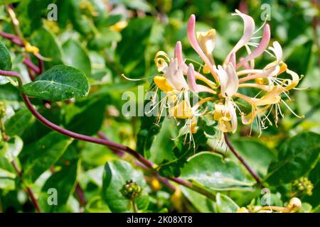 Chèvrefeuille (lonicera periclymenum), gros plan montrant une seule tête de fleurs et de bourgeons de la plante familière hedgerow. Banque D'Images