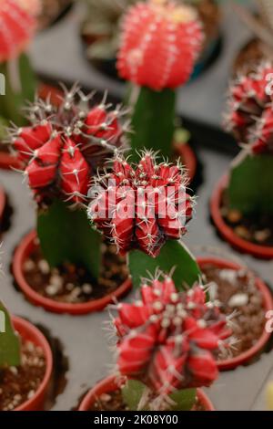 Gymnocalycium mihanovichii ou cactus lunaires greffés sur un cactus ordinaire propagé dans un magasin de plantes Banque D'Images