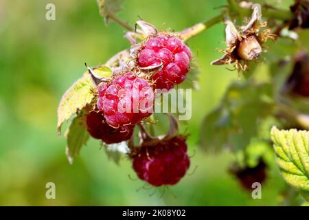 Framboises sauvages (rubus idaeus), gros plan des fruits rouges ou des baies de l'arbuste qui apparaissent à la fin de l'été. Banque D'Images