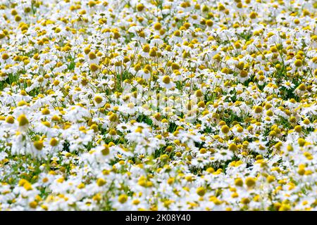 Mayweed sans centre (tripeurospermum inodorum), une masse de grandes fleurs de type Marguerite qui poussent dans le sol fertile d'une marge de champ. Banque D'Images