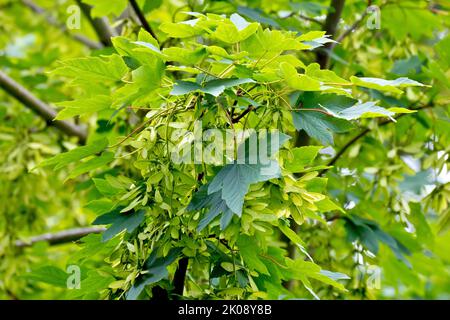 Sycamore (acer pseudoplatanus), gros plan montrant une branche d'arbre chargée de graines ou de fruits à ailes familières mais non mûres. Banque D'Images