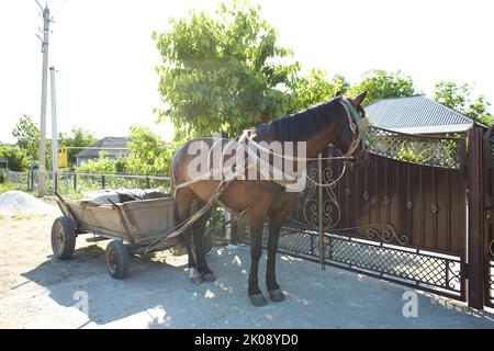 Vue depuis le pilote de chariot à cheval. Chariot d'entraînement. Banque D'Images