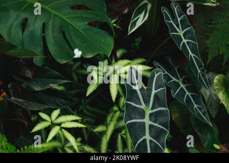 Alocasia micholitziana parmi d'autres feuillages exotiques dans un jardin tropical luxuriant Banque D'Images