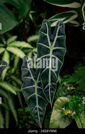 Alocasia micholitziana parmi d'autres feuillages exotiques dans un jardin tropical luxuriant Banque D'Images