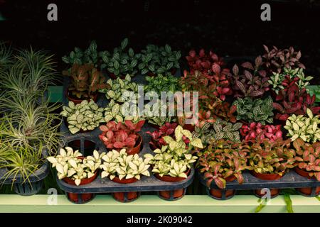 Une collection de Fittonia albivenis ou plante nerveuse colorée propagée dans de petits pots dans une usine Banque D'Images