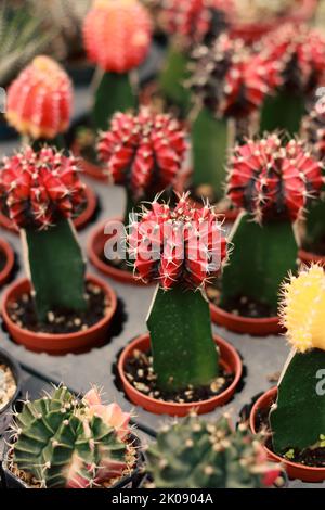 Gymnocalycium mihanovichii ou cactus lunaires greffés sur un cactus ordinaire propagé dans un magasin de plantes Banque D'Images