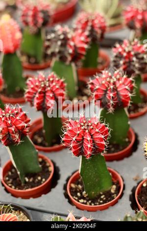 Gymnocalycium mihanovichii ou cactus lunaires greffés sur un cactus ordinaire propagé dans un magasin de plantes Banque D'Images