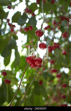 Gros plan de cerises aigres rouges foncées mûres accrochées à la branche de cerisier aigres avec un arrière-plan flou. Cerisier aigre (Prunus cerasus) dans le jardin. Banque D'Images