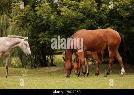 un troupeau de trois chevaux se broutent dans la prairie d'automne Banque D'Images