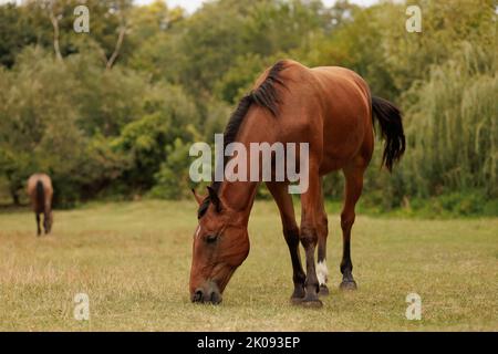 pâturage de marche de l'herbe de grignotage de cheval en automne Banque D'Images