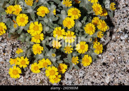Le racétose à fleurs jaunes irradie les inflorescences de la tête de l' Eriophyllum Wallacei, Asteraceae, indigène annuel dans le désert de la vallée de Coachella, Springtime. Banque D'Images