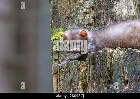 Une jeune martre mignonne pose sur un tronc d'arbre. Horizontalement. Banque D'Images