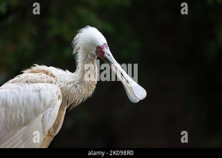 Le cupule africain (Platalea alba) est un oiseau de passage à gué à longues pattes Banque D'Images