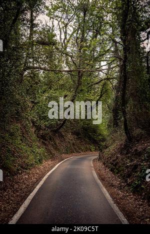 Route asphaltée étroite allant de Pesaro au mont San Bartolo, sous un toit d'arbres Banque D'Images