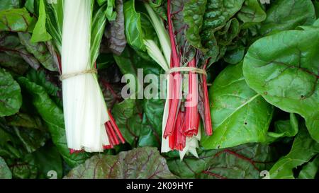 Verger rouge vert bio feuilles blanc suisse Beta vulgaris jardin ferme agricole mûr variété fraîche cicla groupe flavescens organiquement cultivé perpétuel Banque D'Images