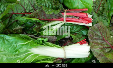 Verger rouge vert bio feuilles blanc suisse Beta vulgaris jardin ferme agricole mûr variété fraîche cicla groupe flavescens organiquement cultivé perpétuel Banque D'Images