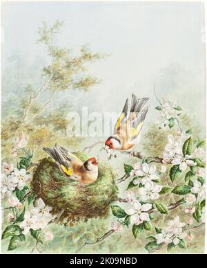 Les Finches d'or et leur Nest dans un arbre de pomme, 1878. Banque D'Images