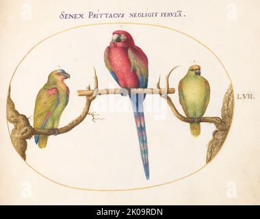 AniMalia Volatilia et Amphibia (AIEr) : plaque LVII, c. 1575/1580. Banque D'Images