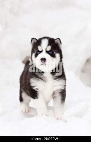 Portrait d'hiver d'un chiot husky Sibérien aux yeux bleus Banque D'Images