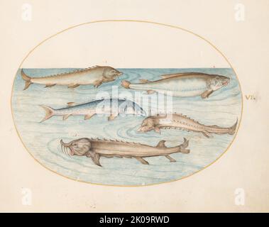 Animalia Aqvatilia et Cochiliata (Aqva): Planche VI, ch. 1575/1580. Banque D'Images