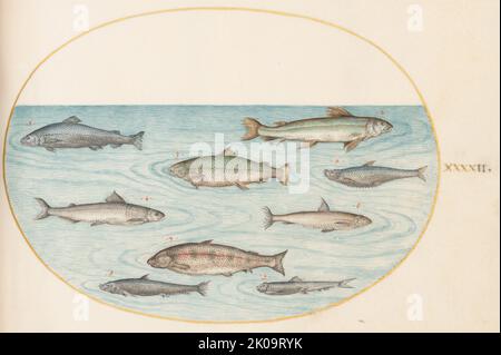 Animalia Aqvatilia et Cochiliata (Aqva) : plaque XLII, ch. 1575/1580. Banque D'Images