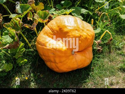 Grande citrouille orange qui pousse dans le jardin par une belle journée d'été Banque D'Images