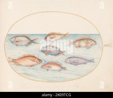 Animalia Aqvatilia et Cochiliata (Aqva): Plaque XX, ch. 1575/1580. Banque D'Images