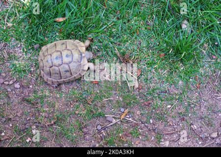 Tortue terrestre européenne terrain en mouvement près de l'herbe Banque D'Images