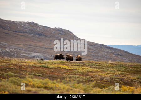 Boeuf musqué dans la toundra à Kangerlussuaq, au Groenland. Banque D'Images