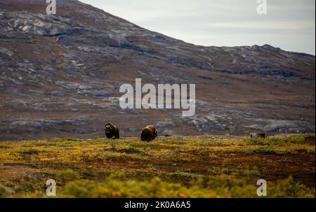 Boeuf musqué dans la toundra à Kangerlussuaq, au Groenland. Banque D'Images