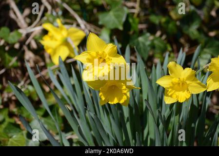 Ostergrocken, Gelbe Narzissen, Narcisse pseudophonarcisse, Blume, Gelb Banque D'Images