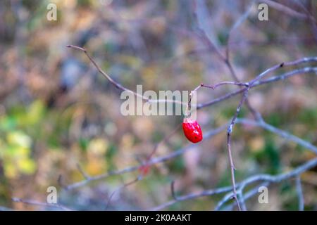 un rosehip rouge sur une branche sèche. automne Banque D'Images